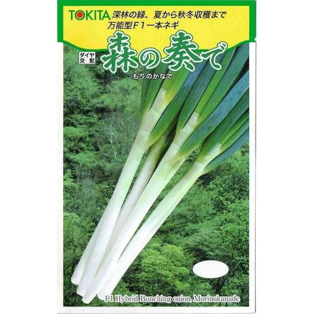 森の奏　長ネギ苗　1000本　オマケあり 森の奏 長ネギ苗 1000本 オマケあり ネギ 【森の奏で】 夏から秋冬